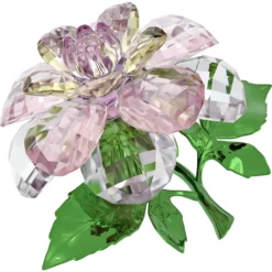 Florere Camelia