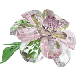 Florere Camelia