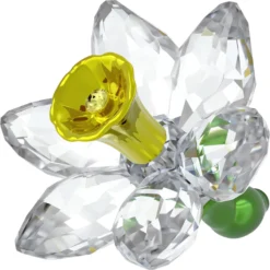 Florere Narciso