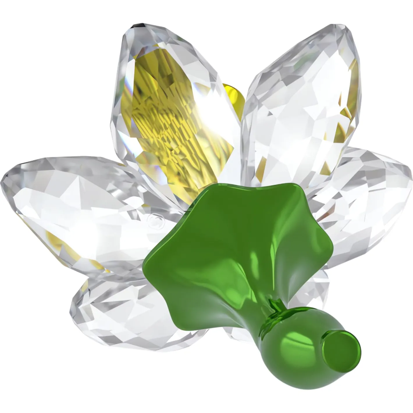 Florere Narciso