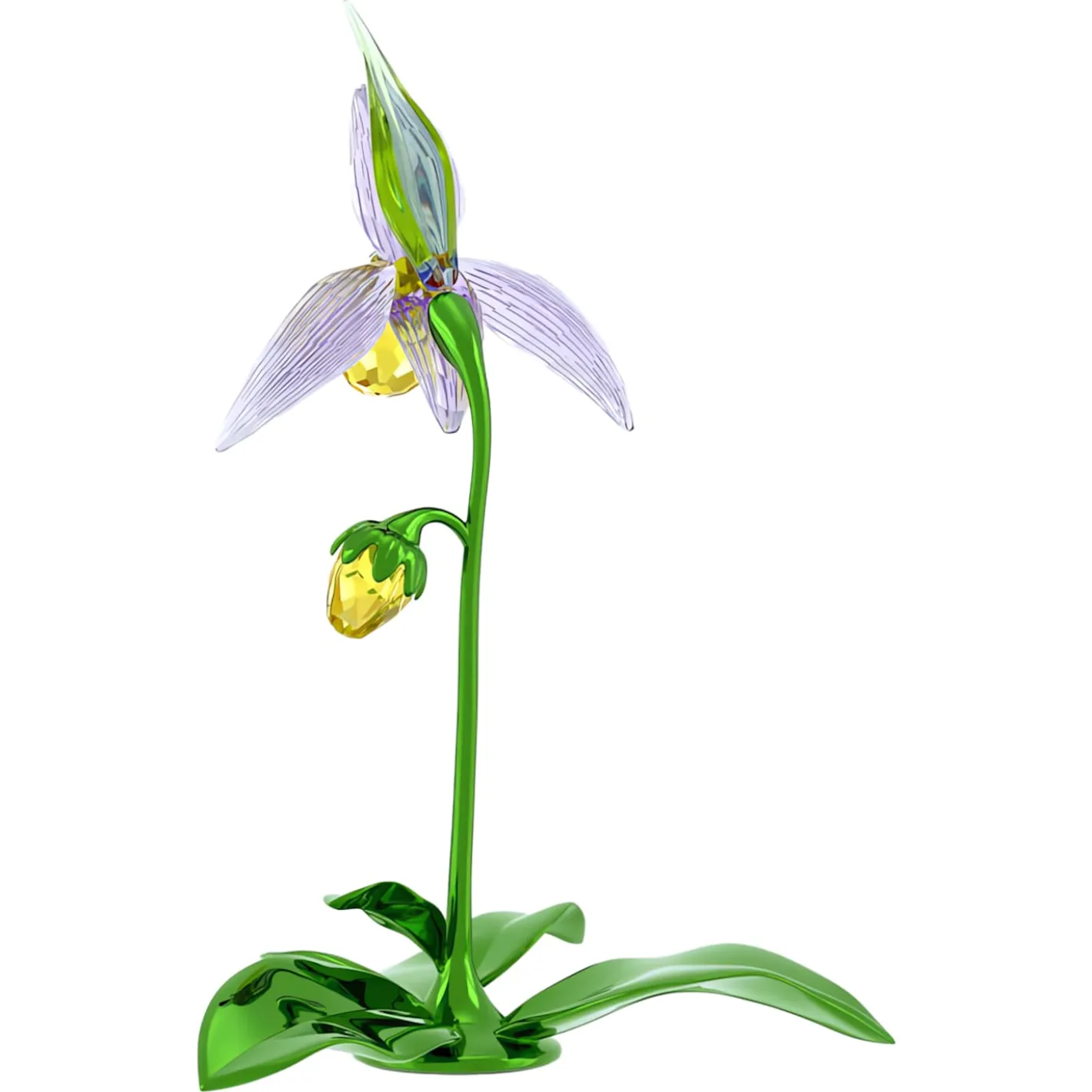 Florere Orchidea Scarpetta di Venere