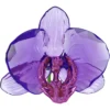 Idyllia SCS Petalo di Orchidea